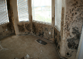 Mold Remediation Experts Jupiter